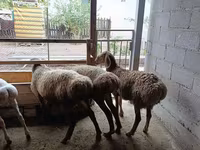 میش, Rhon sheep — عکس 1