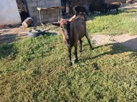 Koza, Kozy — foto 2
