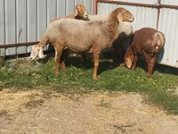 Domba betina, Arashan sheep — foto 4