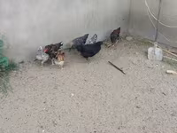 Chickens — foto 6