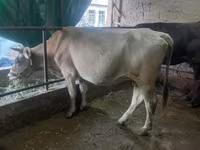 گاو ماده, گاو — عکس 1