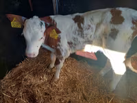 سانڈ, Simmental cattle — تصویر 2