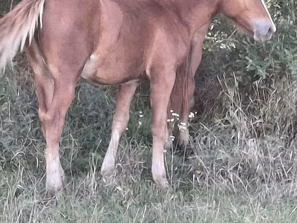 ሴት ፈረስ, Horses