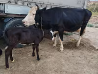 Krava, Russian Black pied cattle — foto 2
