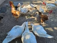 Danish hen — ფოტო 3