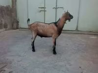 Kozioł, Kozy — zdjęcie 1