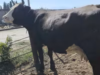 Krava, Russian Black pied cattle — foto 4