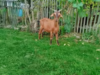 Goat, Nubian Goat — photo 5