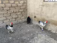 Brahma — foto 5