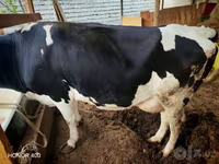 گاو ماده, Russian Black pied cattle — عکس 5