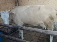 Сиыр, Latvian Blue cattle — 8-сурет