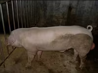 Porci (lot, sex nespecificat), Ландрас — foto 2