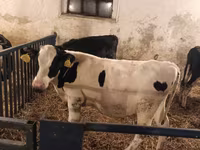 Bulle, Russian Black pied cattle — Foto 3