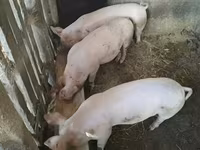 Babi betina — foto 2