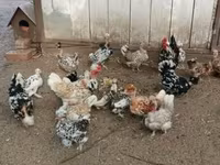 Ιαπωνικό Bantam — φωτογραφία 4