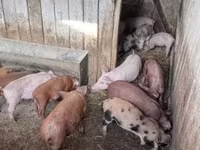 Prasata (šarže, pohlaví neuvedeno), Топигс Норсвин — foto 6