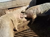 ሴት አሣማ, Pigs — ፎቶ 3