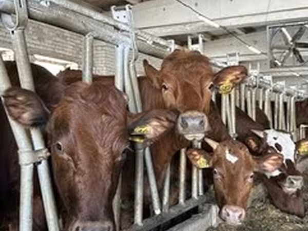 Razza Holstein