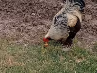 Chickens — foto 5