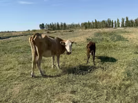 گاو ماده, Latvian Blue cattle — عکس 6