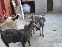 بز (گروه، جنسیت مشخص نشده), بز — عکس 7
