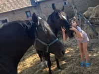 Kůň, Nonius horse — foto 3