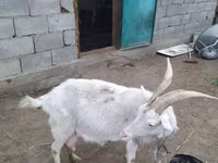 Koza, Nubian Goat — foto 1