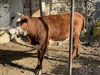 소(암수 미지정, 묶음), Simmental cattle — 사진 3