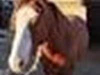 ม้าตัวผู้, Kazakh horse — รูปภาพ 5