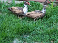 Ducks — foto 3