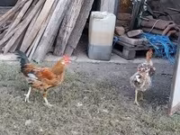 Chickens — รูปภาพ 6