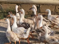 Geese — عکس 3