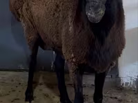 Қӯчқор, Hissar sheep — акс 4
