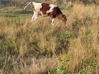 Vacă, Bovine — foto 4
