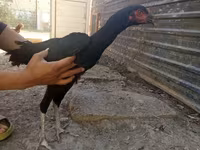 Chickens — foto 1