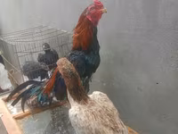 Chickens — الصورة 1