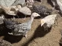 Turkeys — φωτογραφία 4