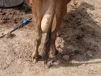 Lembu betina, Cattle — foto 4