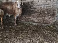 Kambing jantan, Sheep — foto 3