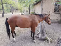 Адуу, Karachay horse — 6 зураг