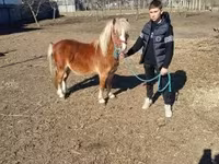 Cavallo, Cavalli — foto 1