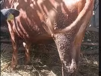 Lembu betina, Simmental cattle — foto 2