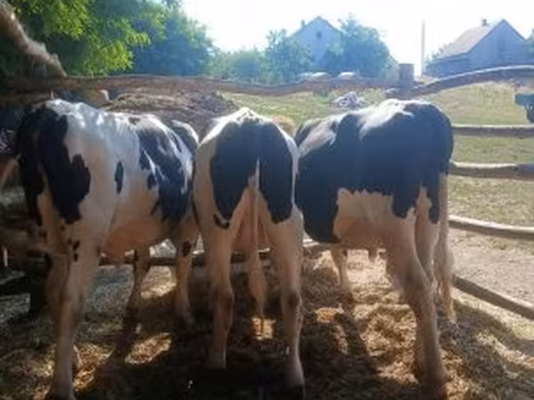 Tyre, Holstein-race