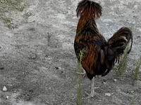 Chickens — عکس 4