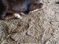 Vacă, Rasa Alatau — foto 2