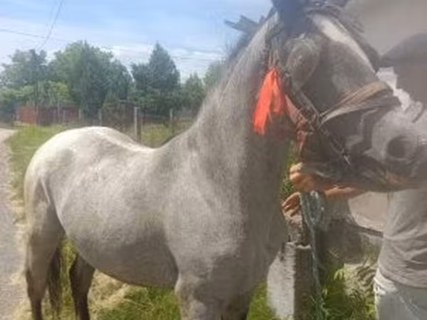 Hingst, Heste