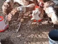 Turkeys — 照片 3