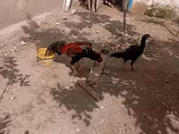 Chickens — foto 4
