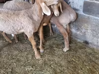 Baran, Arashan sheep — zdjęcie 7