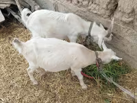 بز ماده, بز — عکس 8